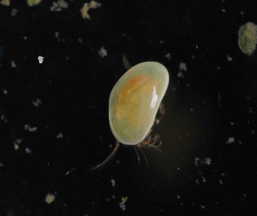 Eucypris sp. Ostracoda