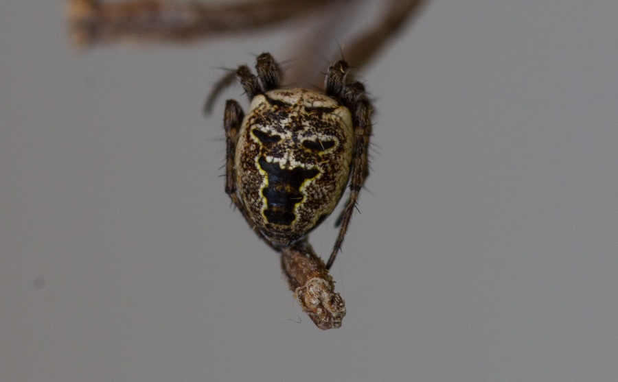 Araneidae: Zilla diodia  - Monte S.Angelo Gargano (FG)
