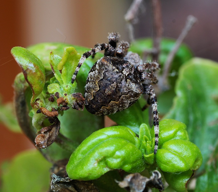 Araneidae: Araneus cfr. angulatus - Monte S.Angelo Gargano (FG)