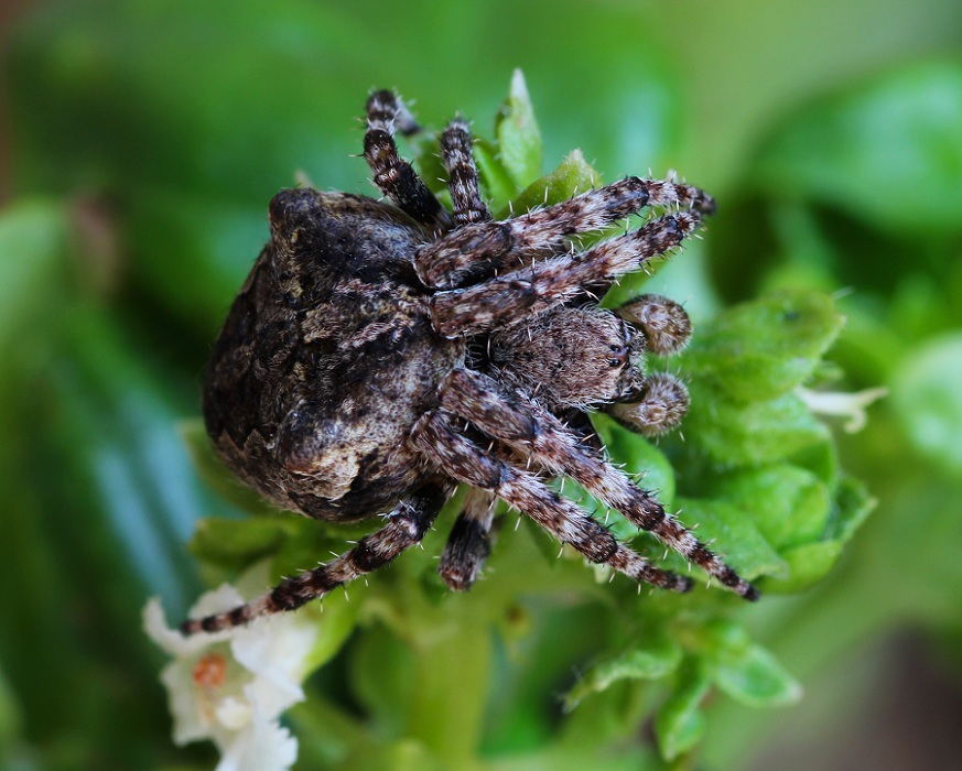 Araneidae: Araneus cfr. angulatus - Monte S.Angelo Gargano (FG)