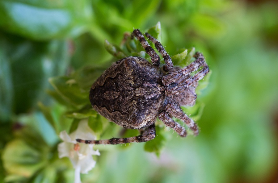 Araneidae: Araneus cfr. angulatus - Monte S.Angelo Gargano (FG)
