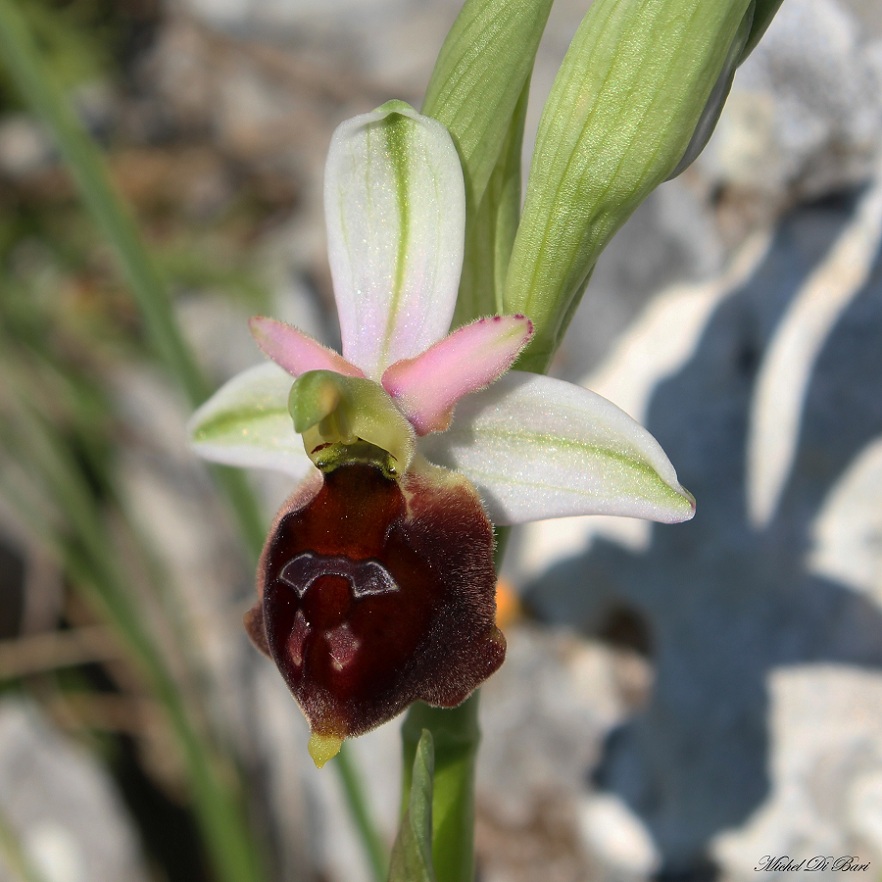 Ophrys biscutella