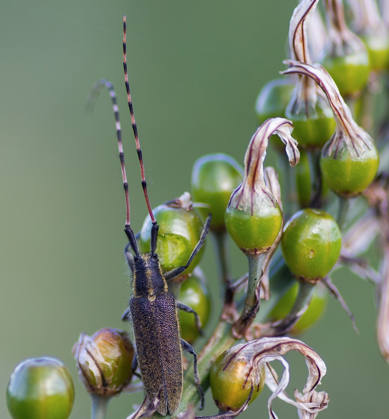 Agapanthia da id.