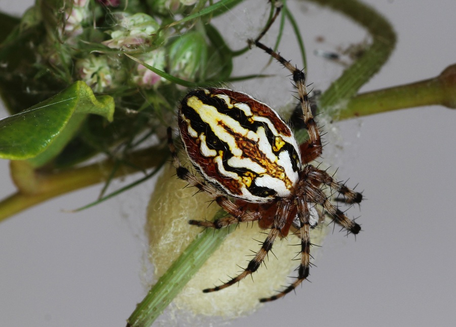 Araneidae: Aculepeira armida  - Manfredonia Gargano (FG)