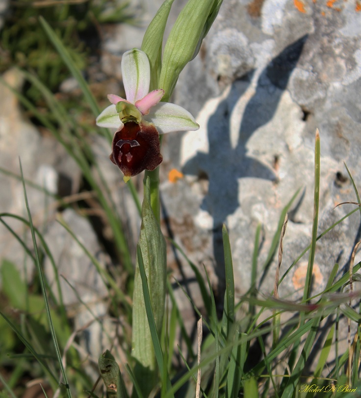 Ophrys biscutella