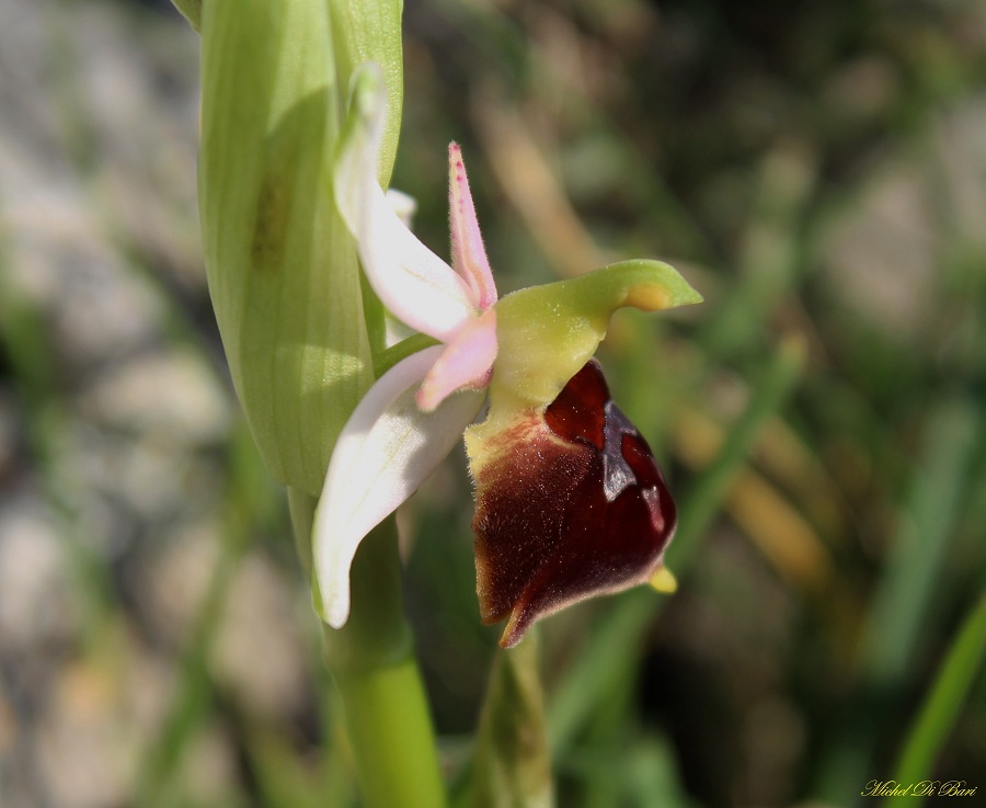 Ophrys biscutella