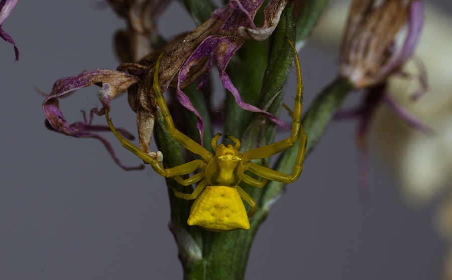 Thomisidae:   Thomisus onustus  -  Ruggiano Gargano (FG)