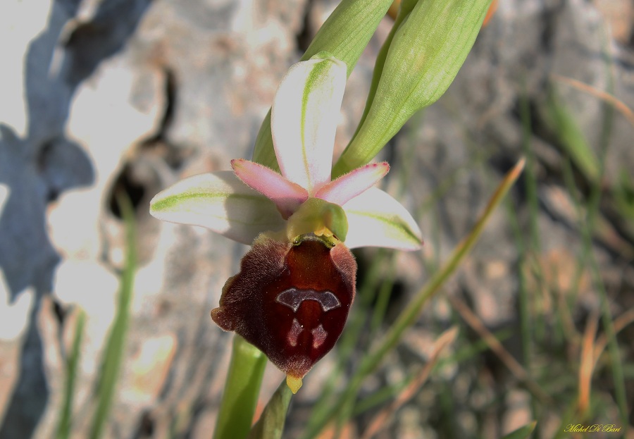 Ophrys biscutella