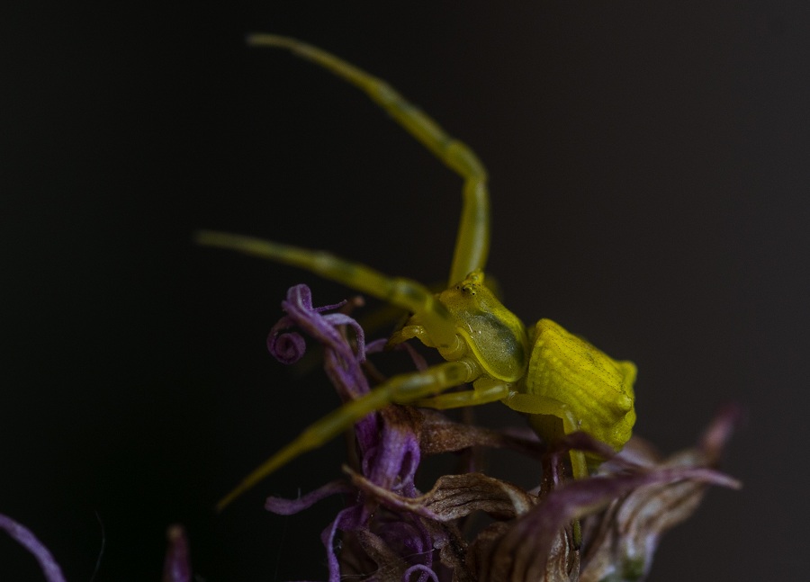 Thomisidae:   Thomisus onustus  -  Ruggiano Gargano (FG)