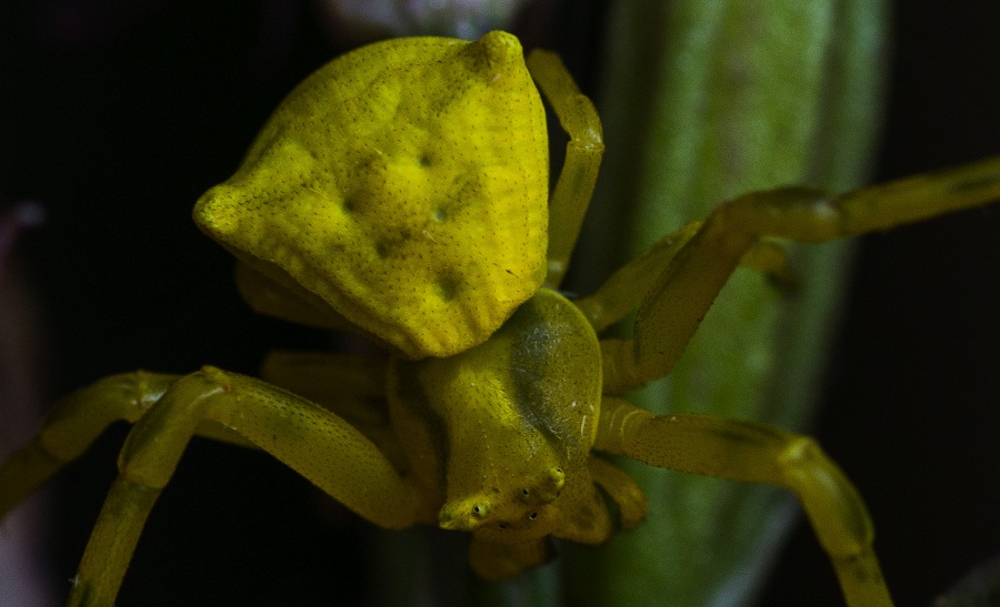 Thomisidae:   Thomisus onustus  -  Ruggiano Gargano (FG)