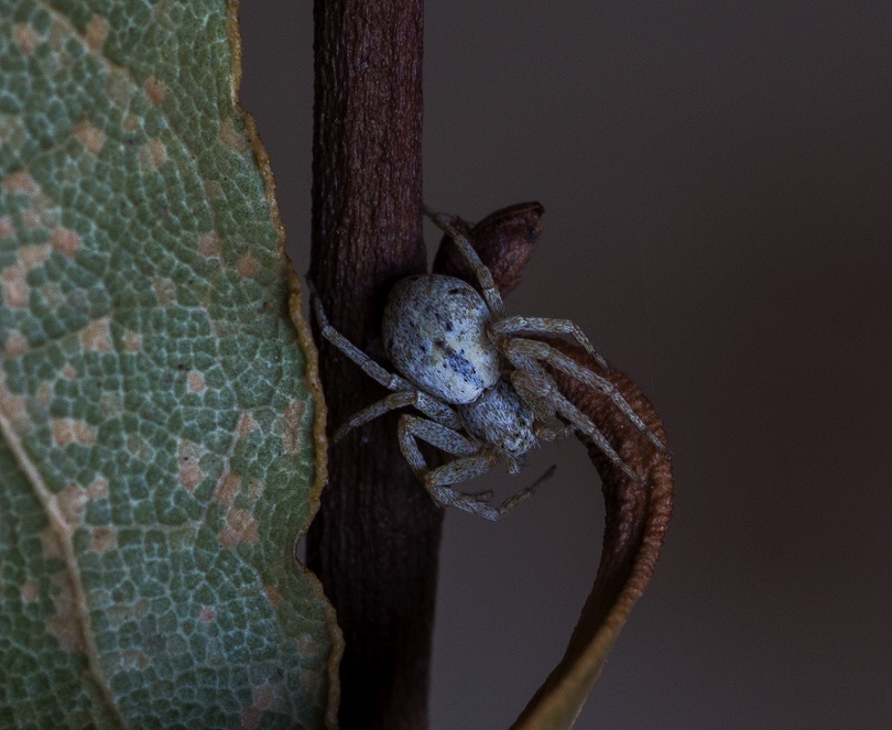 Philodromidae:  Philodromus sp.  - Manfredonia Gargano (FG)