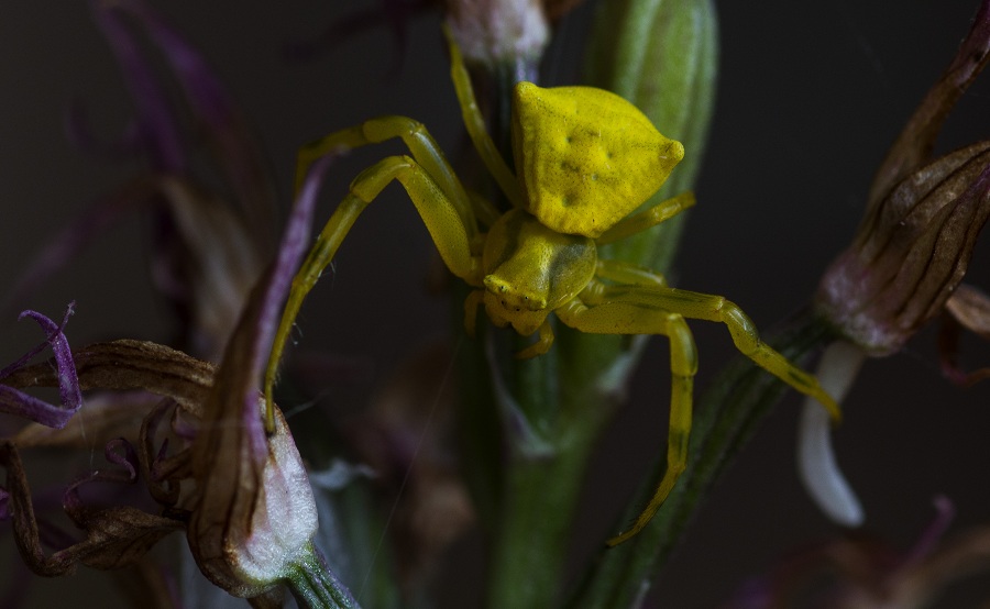 Thomisidae:   Thomisus onustus  -  Ruggiano Gargano (FG)