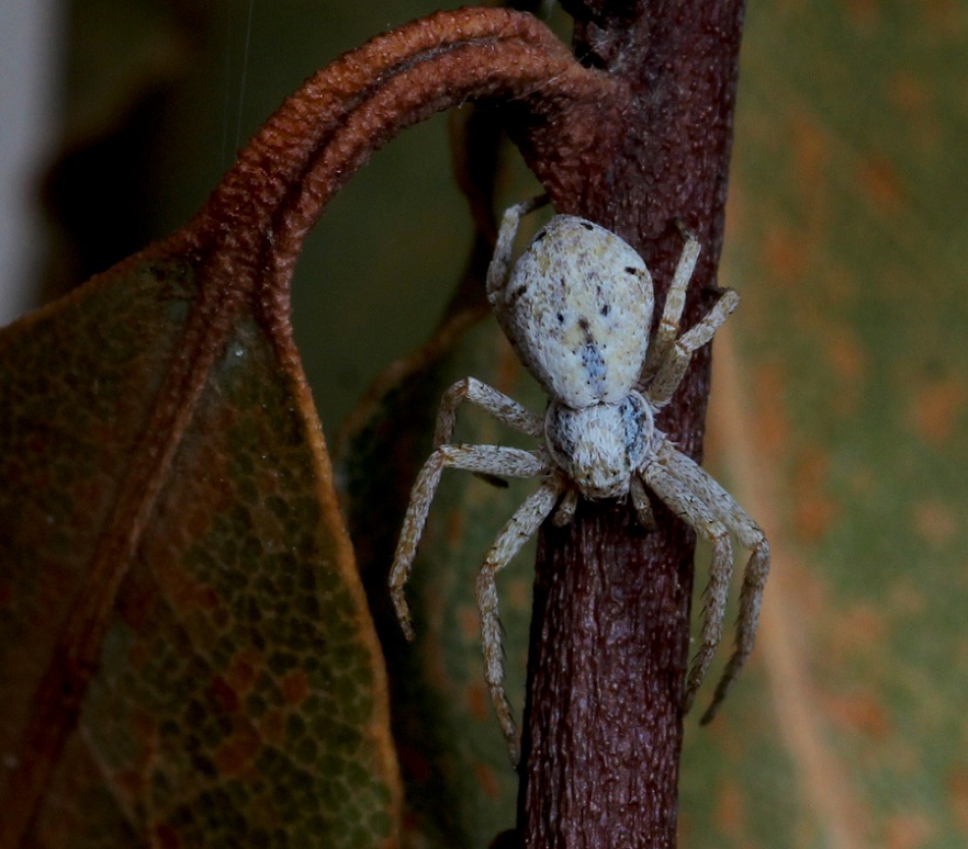 Philodromidae:  Philodromus sp.  - Manfredonia Gargano (FG)