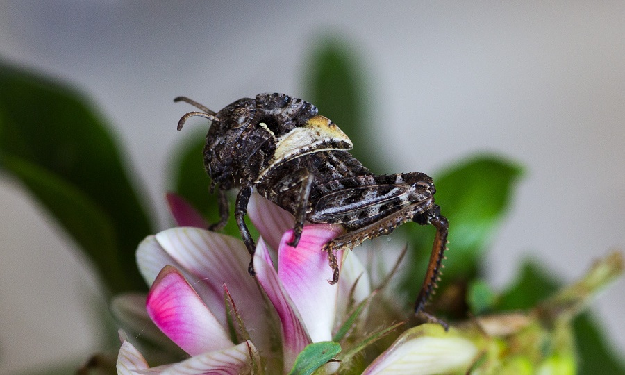 Neanide di Prionotropis appula (Pamphagidae)