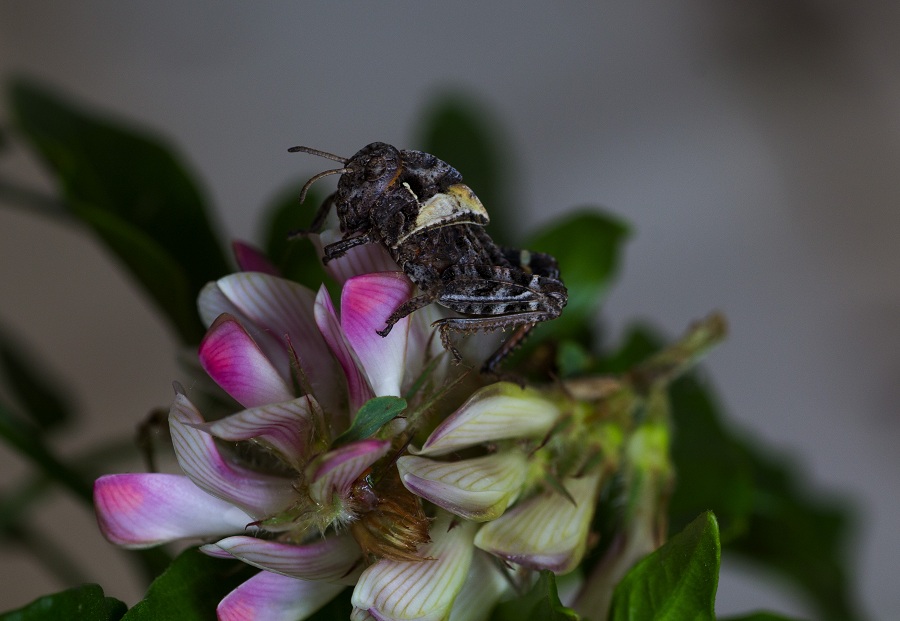 Neanide di Prionotropis appula (Pamphagidae)