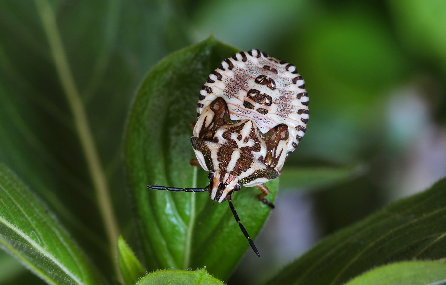 Pentatomidae:  neanide di Carpocoris mediterraneus atlanticus