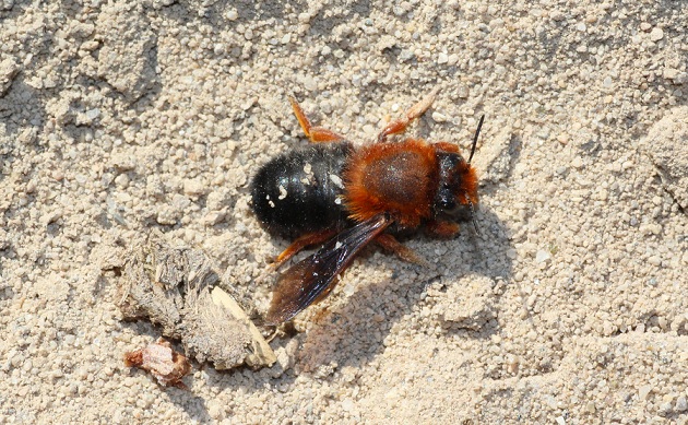 Chalicodoma sicula (Apidae Megachilinae)