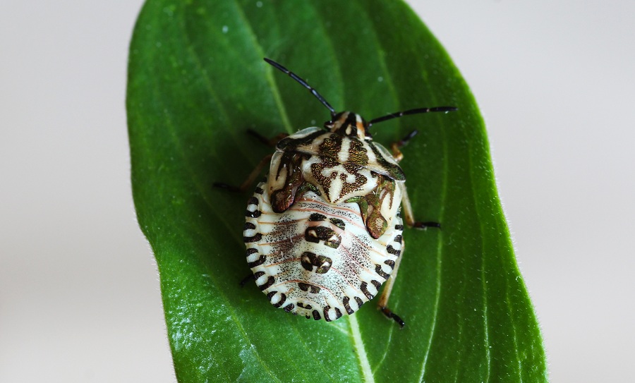 Pentatomidae:  neanide di Carpocoris mediterraneus atlanticus