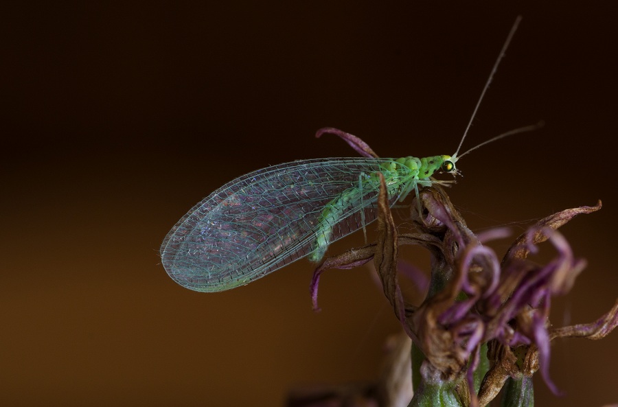 Da id.:  Pseudomallada sp. (Chrysopidae)