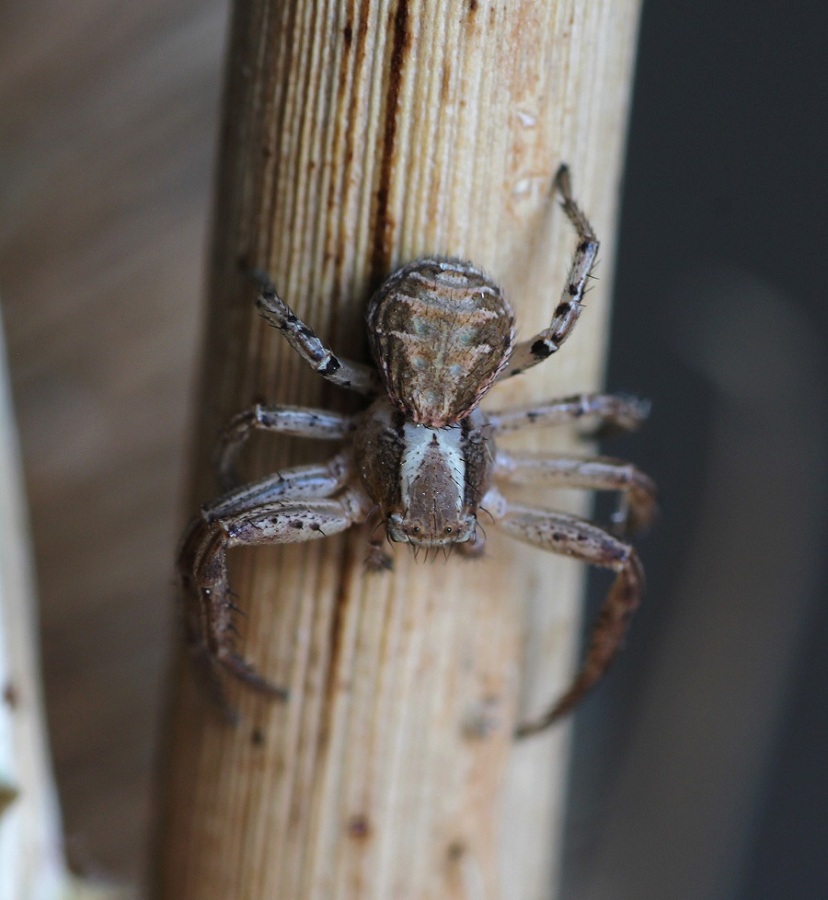 Xysticus sp. - Lesina Marina (FG)