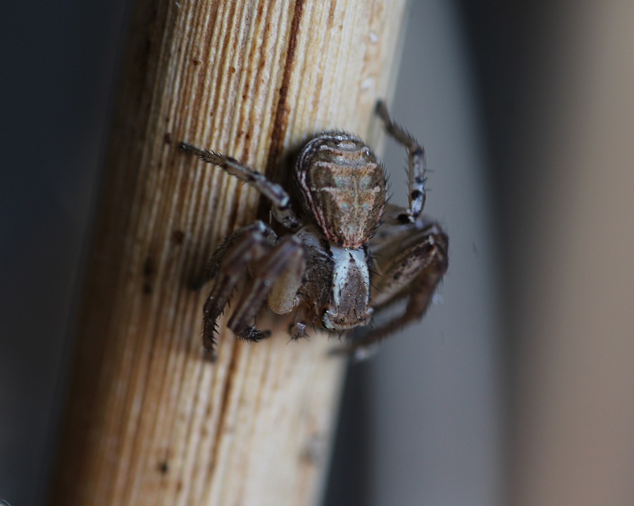 Xysticus sp. - Lesina Marina (FG)