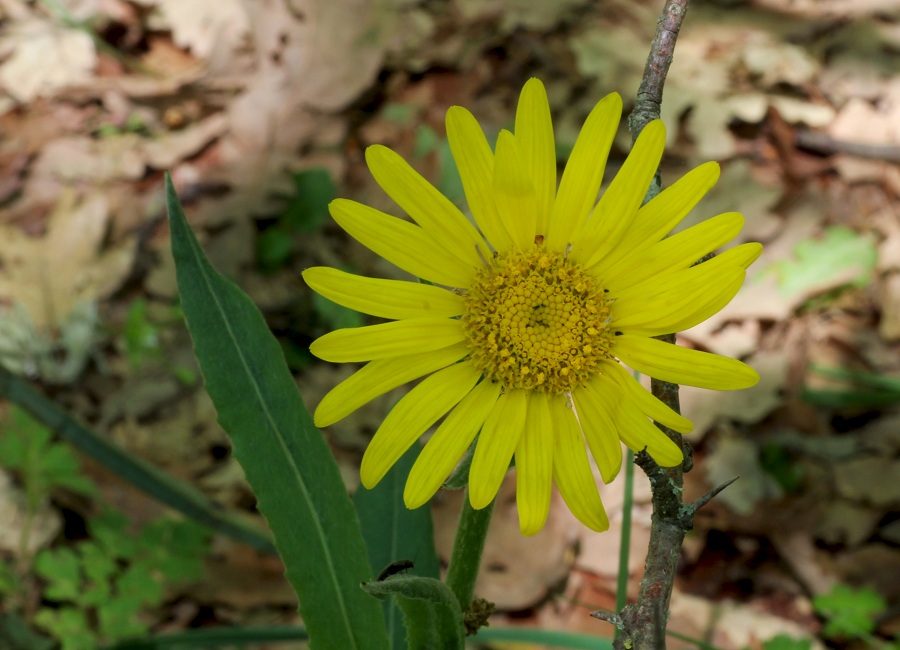 Senecio scopolii