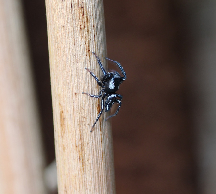 Heliophanus  melinus  - Lesina Marina (FG)