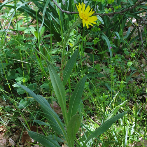 Senecio scopolii