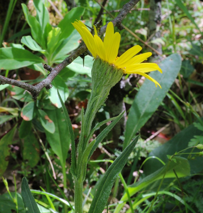Senecio scopolii