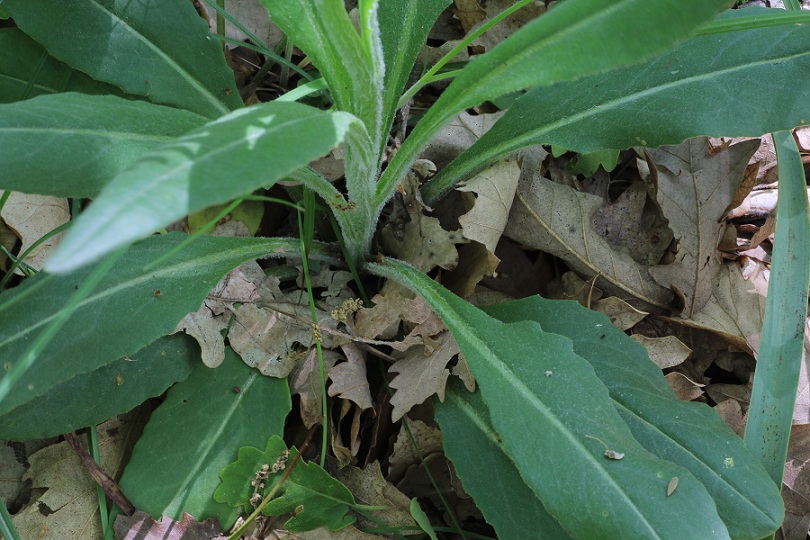 Senecio scopolii