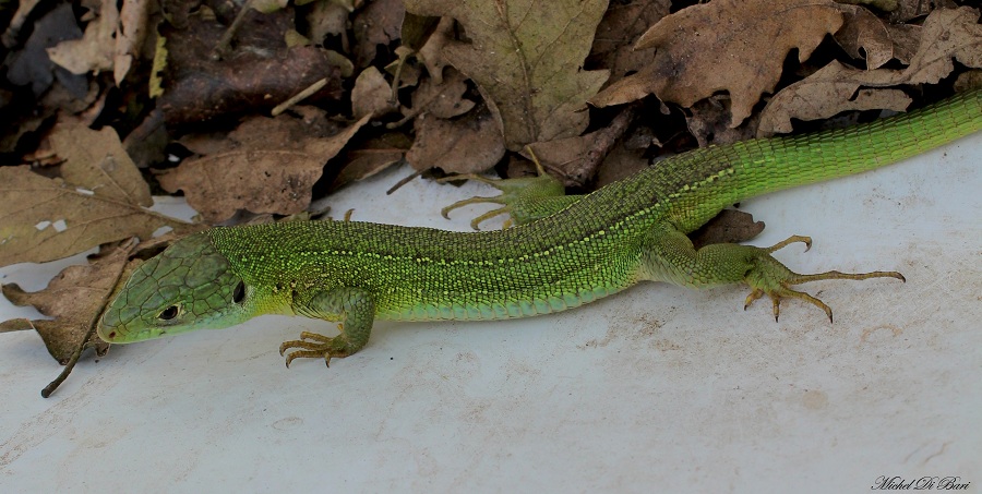 Lacerta bilineata?