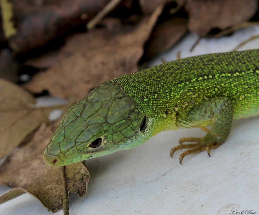 Lacerta bilineata?