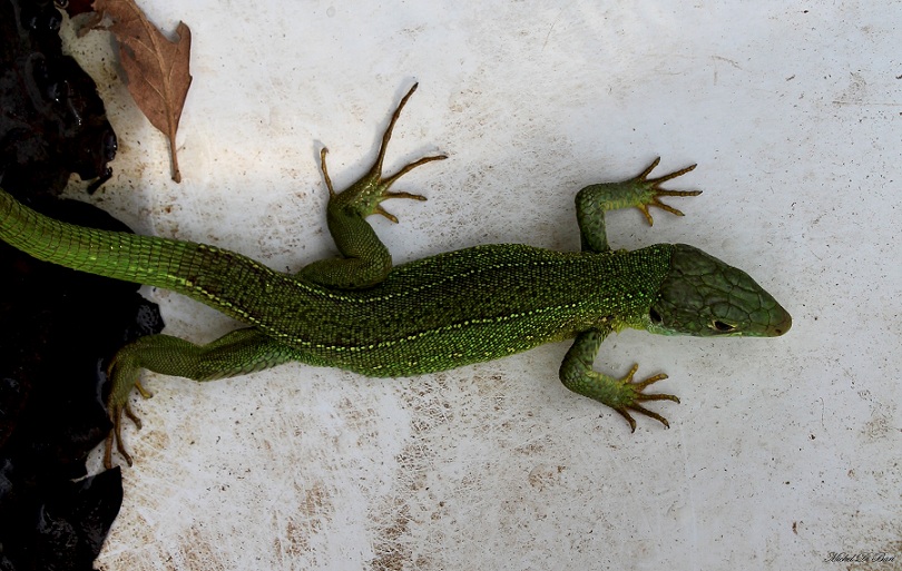 Lacerta bilineata?