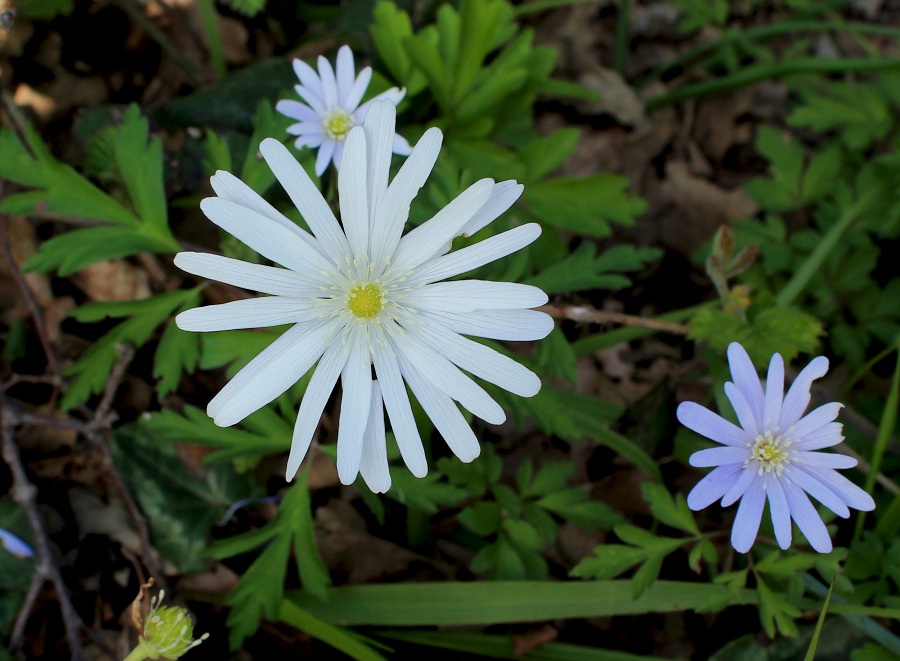 Anemone apennina