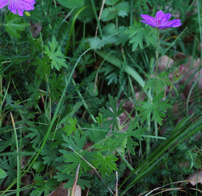 Geranium sanguineum (Geraniaceae)