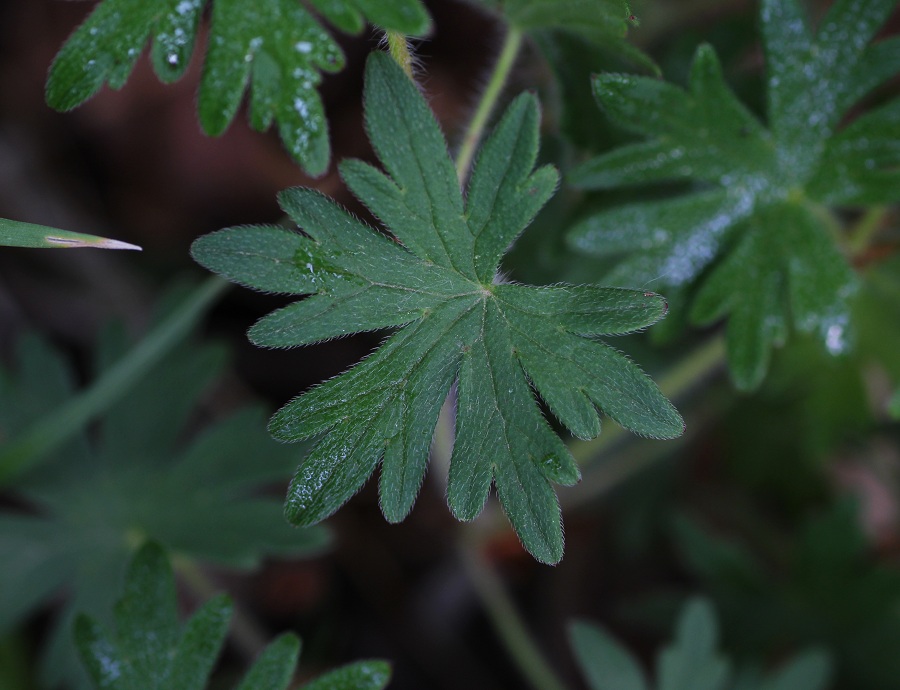 Geranium sanguineum (Geraniaceae)