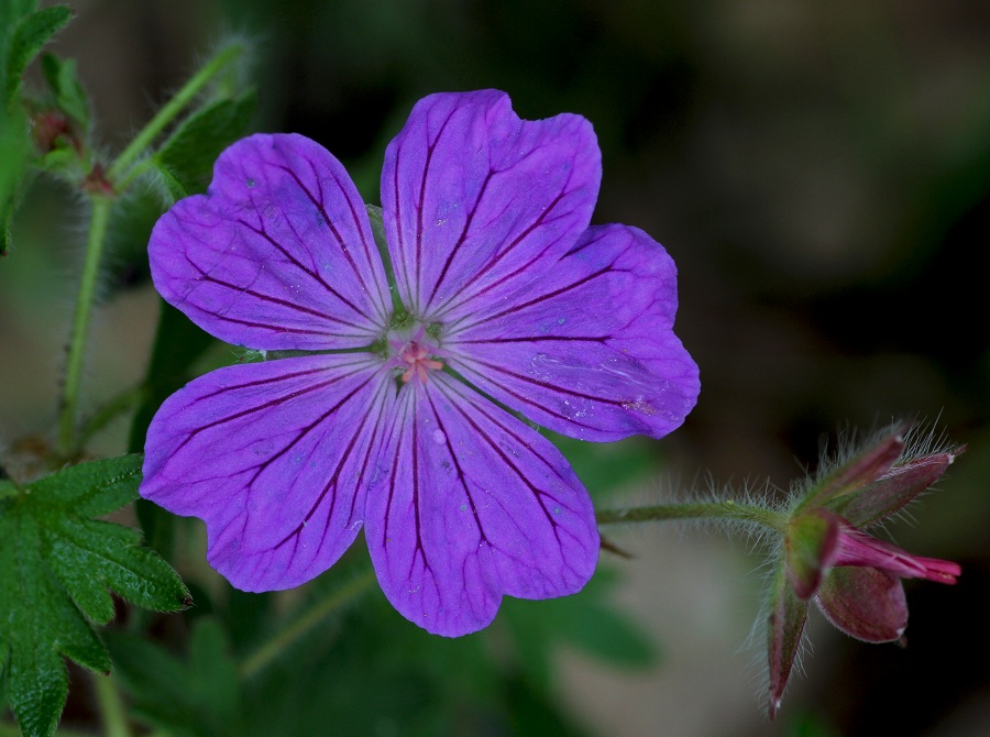 Geranium sanguineum (Geraniaceae)