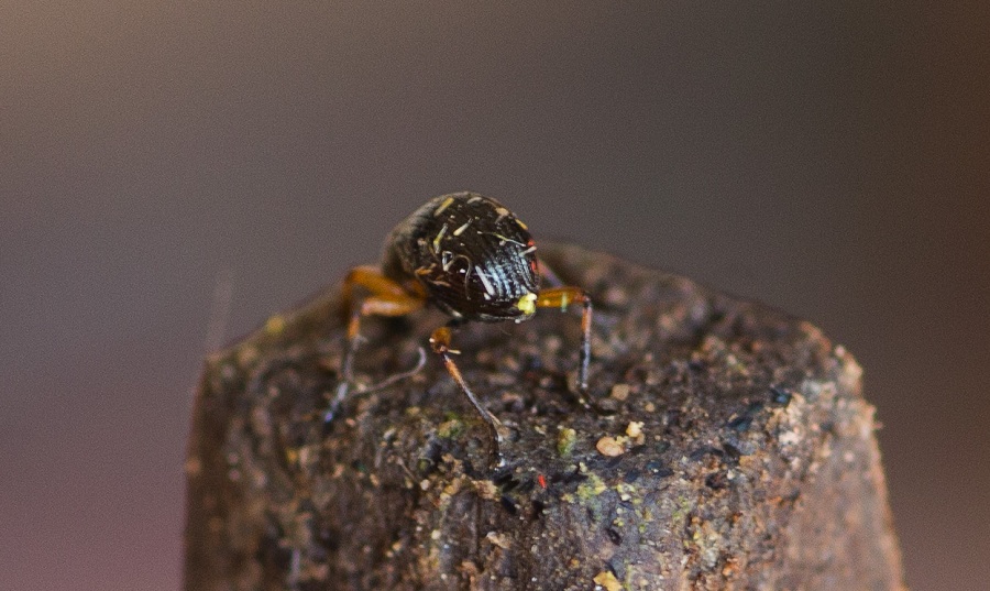 Apionidae: Protapion sp.