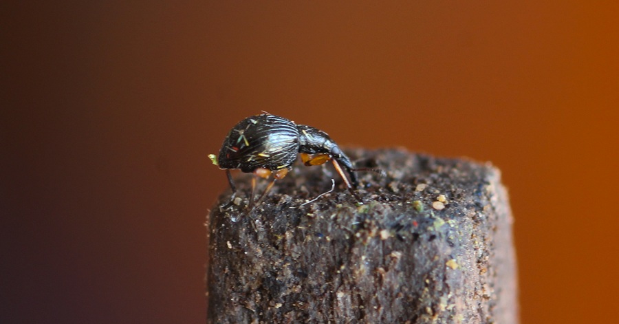 Apionidae: Protapion sp.