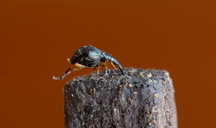 Apionidae: Protapion sp.