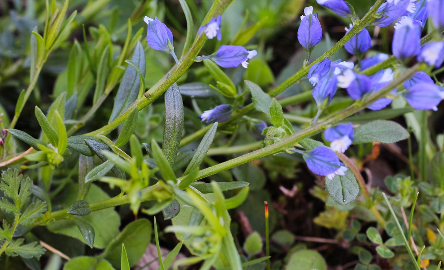 Da determinare - Polygala sp.