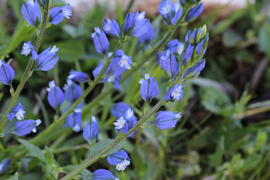 Da determinare - Polygala sp.
