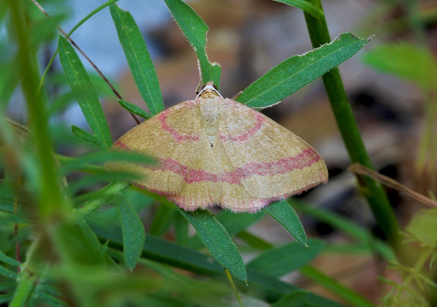 lepidottero da id - Rhodostrophia calabra, Geometridae