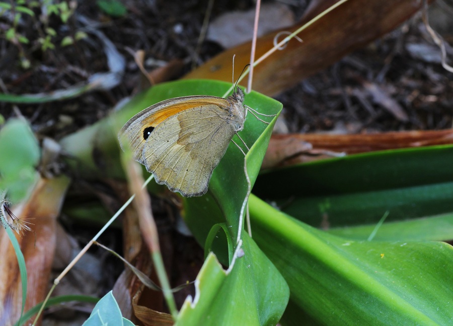 Da determinare: Maniola jurtina femmina e Coenonympha pamphilus - Nymphalidae