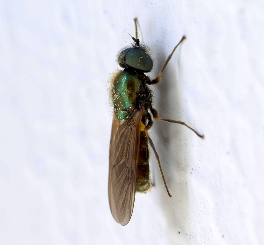 Stratiomyiidae: Chloromyia formosa, maschio