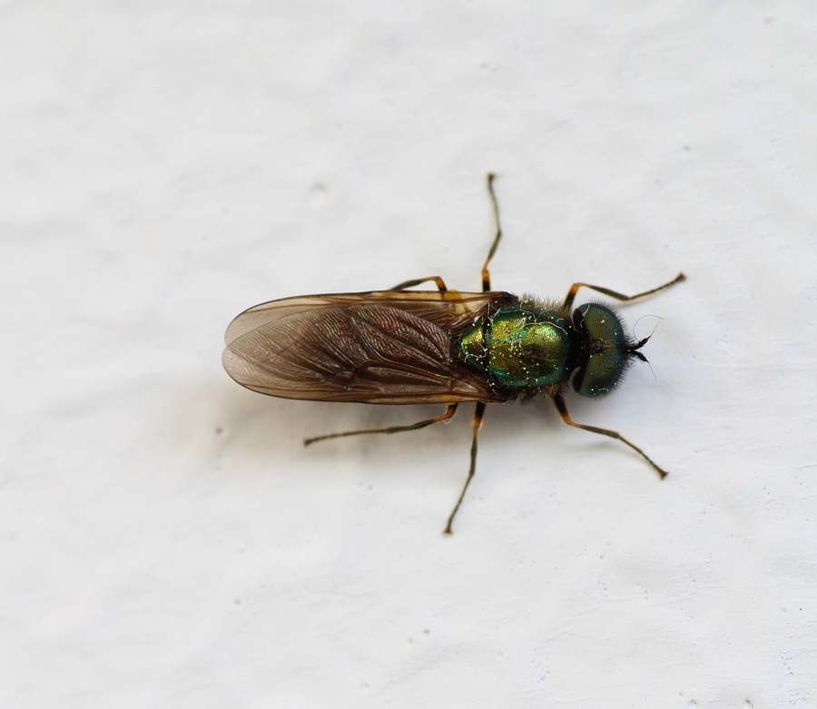 Stratiomyiidae: Chloromyia formosa, maschio