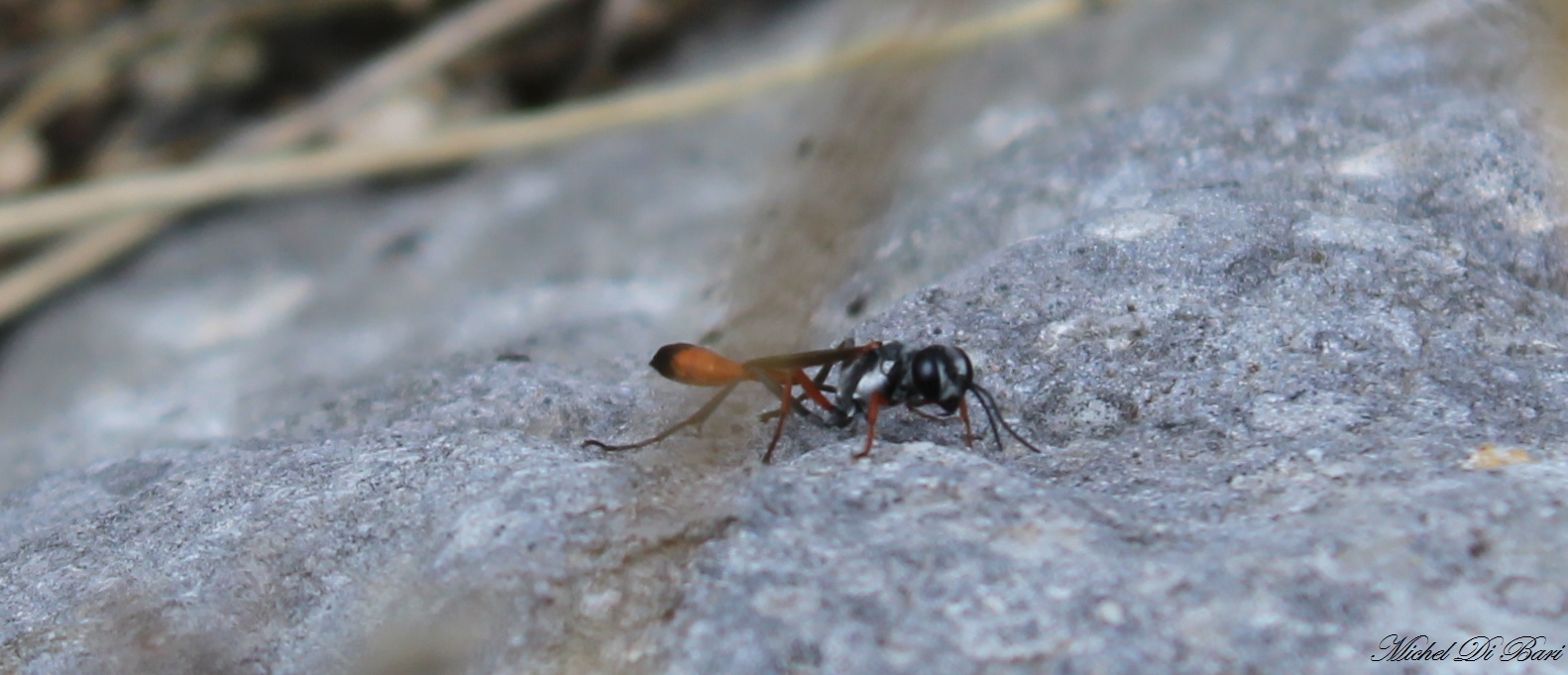 Ammophila sp.