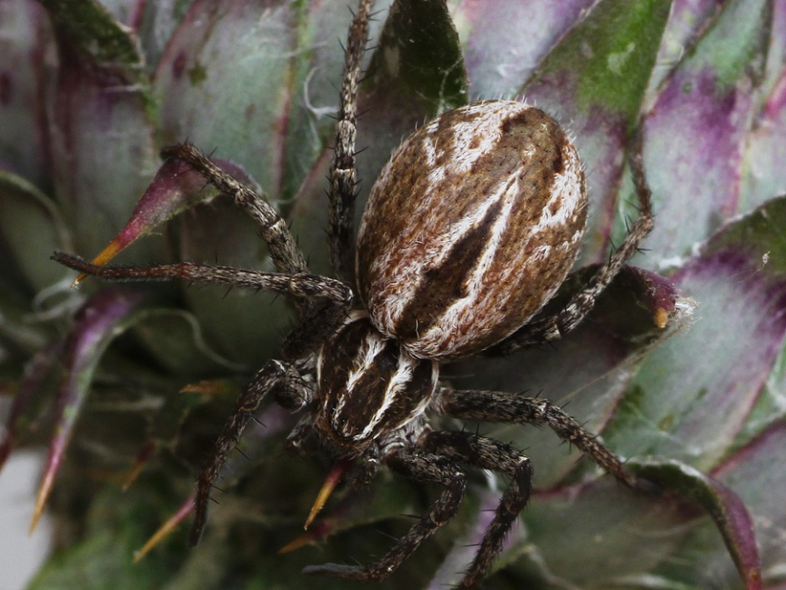Thanatus sp. (Philodromidae) che preda Cyclosa sp. - Tomaiolo Gargano (FG)