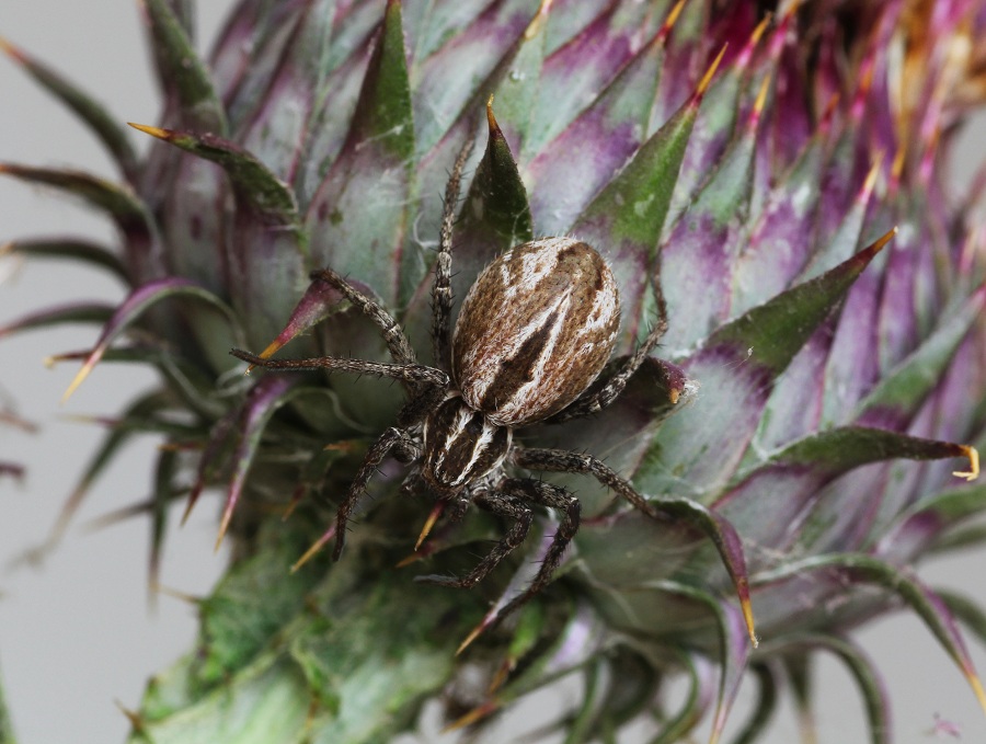 Thanatus sp. (Philodromidae) che preda Cyclosa sp. - Tomaiolo Gargano (FG)