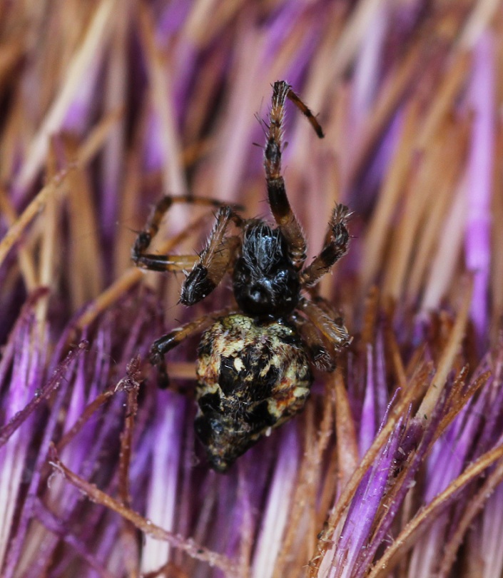 Thanatus sp. (Philodromidae) che preda Cyclosa sp. - Tomaiolo Gargano (FG)
